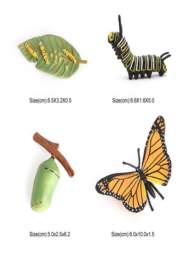 Hvogvok Butterfly Growth Cycle, Animal Growth Cycle Biological Model, Growth Stage Lifelike Butterfly Life Cycle Model Set for Kids Education Insect Themed Party Favors - Image 3